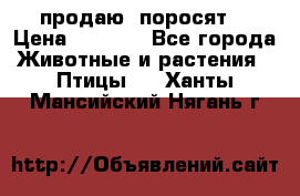 продаю  поросят  › Цена ­ 1 000 - Все города Животные и растения » Птицы   . Ханты-Мансийский,Нягань г.